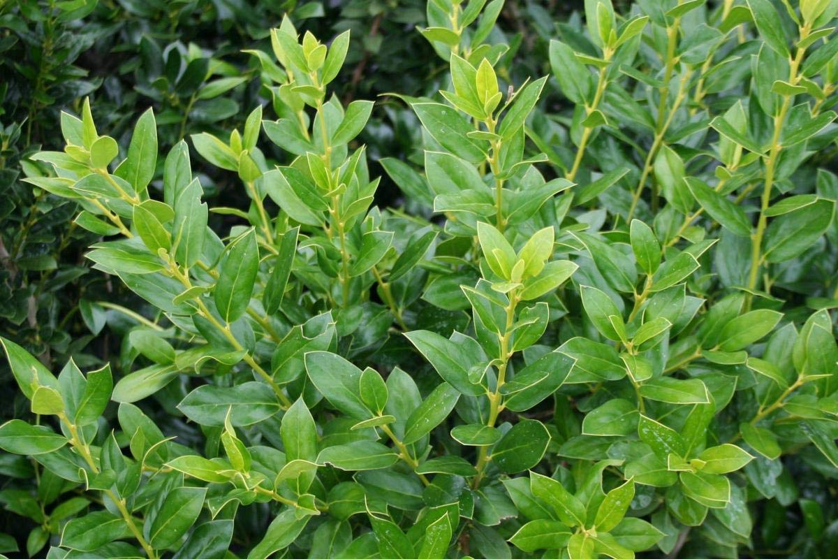 Needlepoint Chinese Holly | 50 Live Plants | Ilex Cornuta | Evergreen Shrub, Low Maintenance, Drought Tolerant, Privacy Hedge, Ornamental Foliage, Year-Round Interest, Landscape Shrub