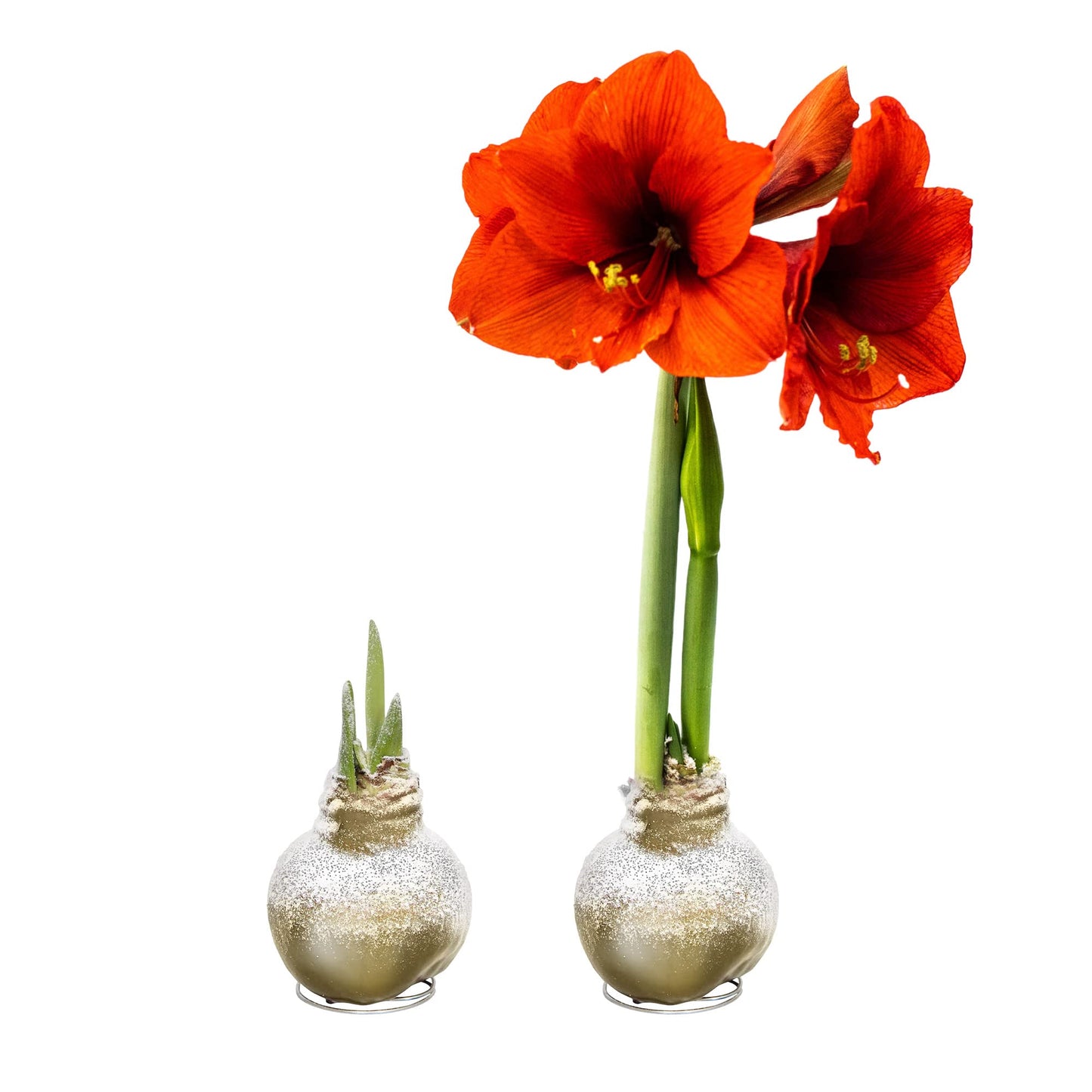 Snow Flecked Waxed Amaryllis Bulb 2-Pack – Gold Wax with Red Blooms – Live Holiday Gift Plant, Easy Care, No Watering Needed