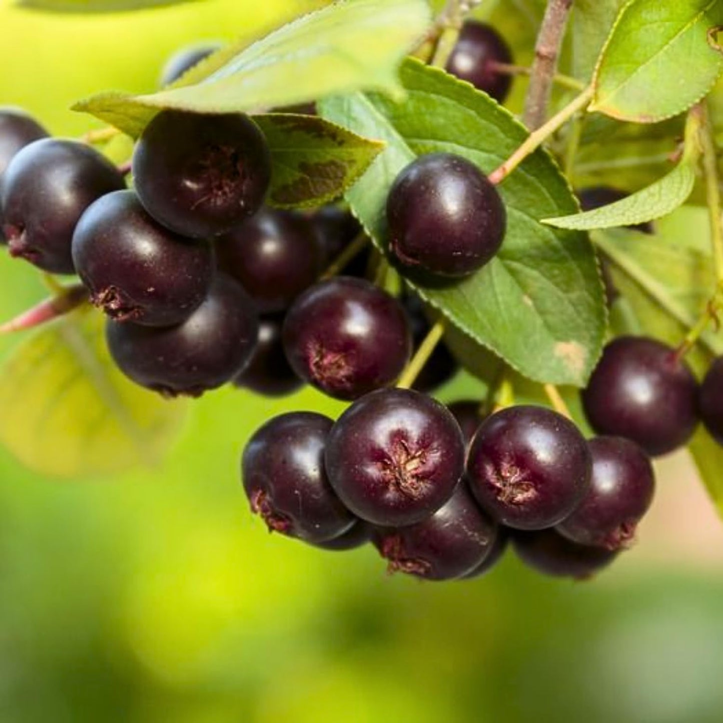 Chokeberry Tree Live Plant, Black Aronia Berries Tree 1.5-2 Feet Tall, Hardy Edible Berry Fruit Plant for Planting Outdoor