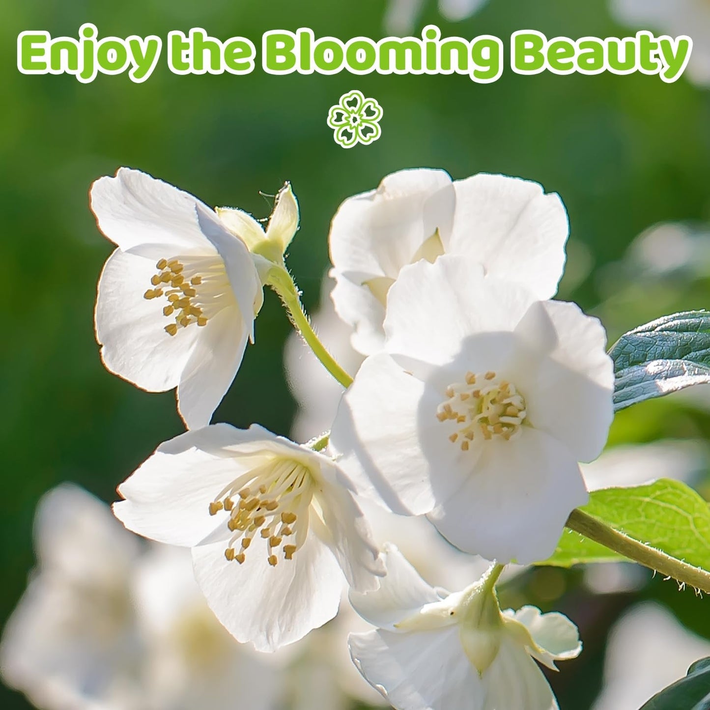 400+ Climbing Jasmine Flower Seeds for Planting – Easy to Grow, Non-GMO, High Germination Fragrant Flowers for Home Garden, Balcony, Trellis, Fence, Vertical Garden Decor