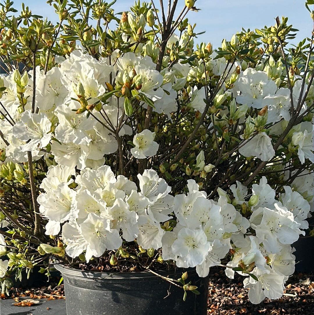 Azalea Pleasant White, 3 Gallon, Low Growing Evergreen Shrub, Part Sun, White Blooms