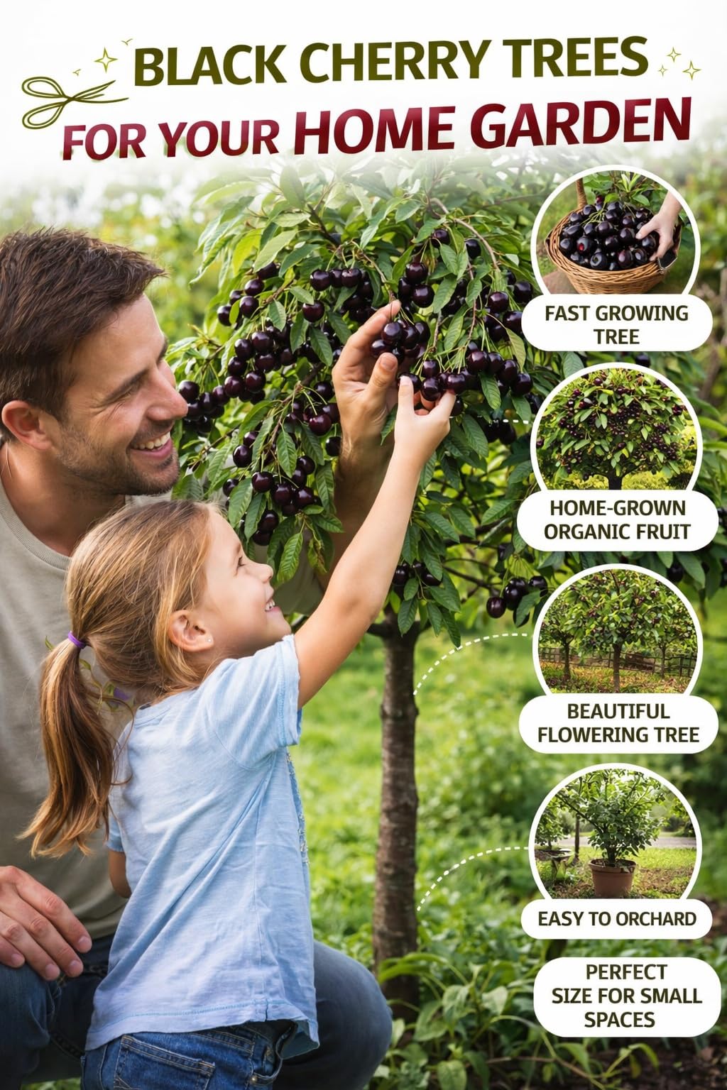Black Cherry Tree Live Plants 1–2 Ft Tall (Prunus serotina) – Fast Growing Native Fruit Tree – Edible Cherry, Wildlife Habitat & Backyard Orchard Starter Tree (2 Plants)