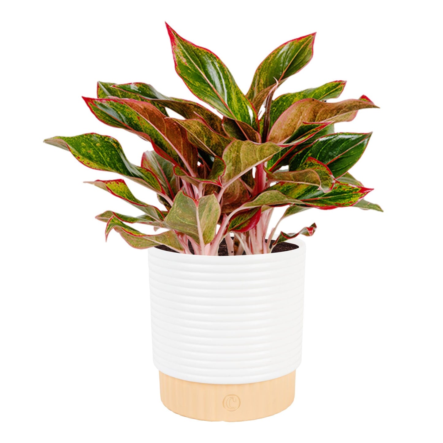 Costa Farms Chinese Evergreen Live Plant in Decorative Pot, Easy to Maintain, Air Purifying Indoor Houseplant, Home, Room, or Office Decor, House Warming or Birthday Gift, 12-18 Inches Tall