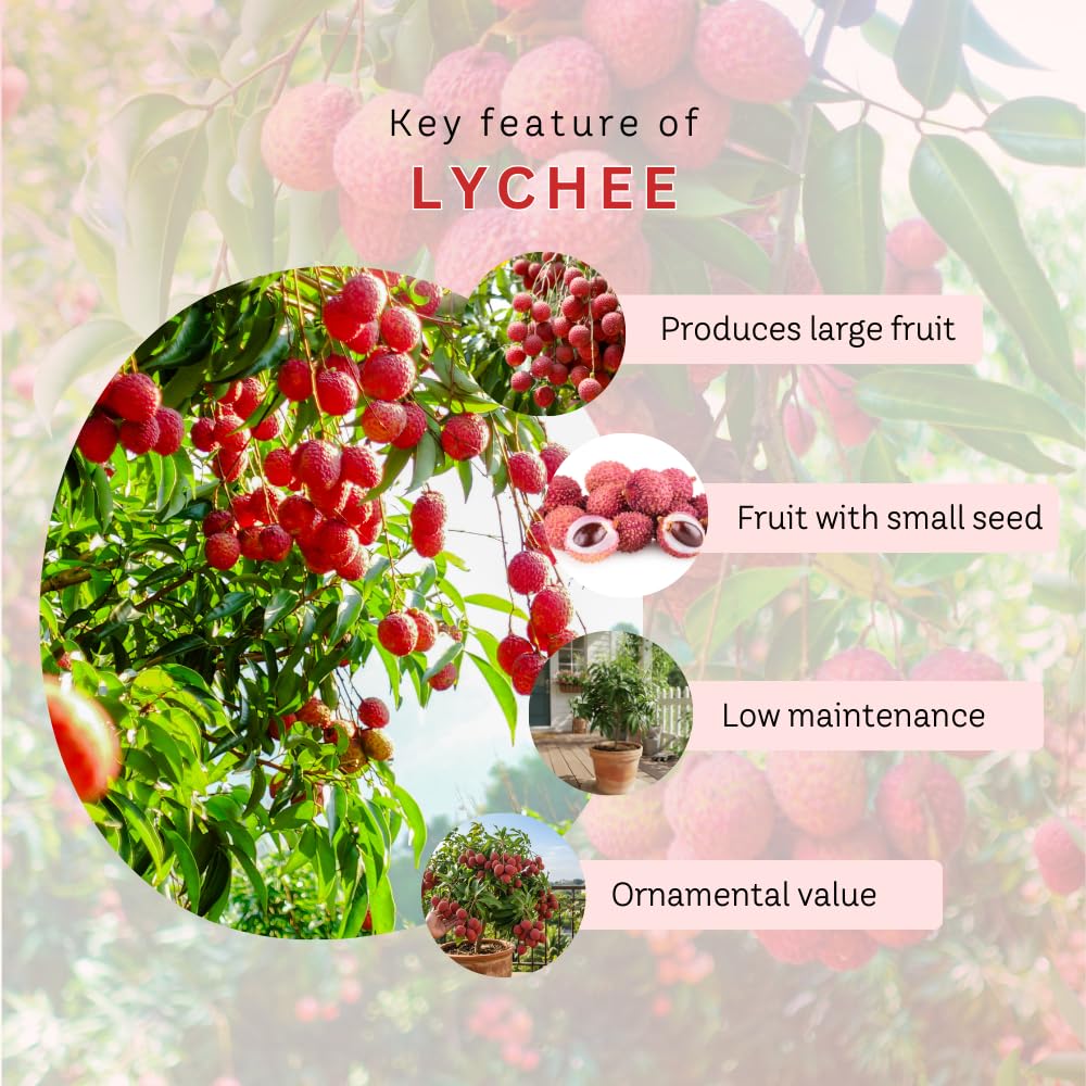 Sweetheart Lychee Fruit Tree, Lychee Tree Live Plant, Perennial Tropical Fruit Trees for Oudoor Garden, 3 to 4 Feet Tall, 3 Gallon Pot, No Ship to CA