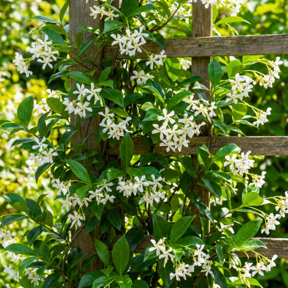 Star Jasmine Plant Live, Jasmine Flower Plant, 3-5 Inc Tall, Fragrant Climbing Vine for Indoor Outdoor Growing