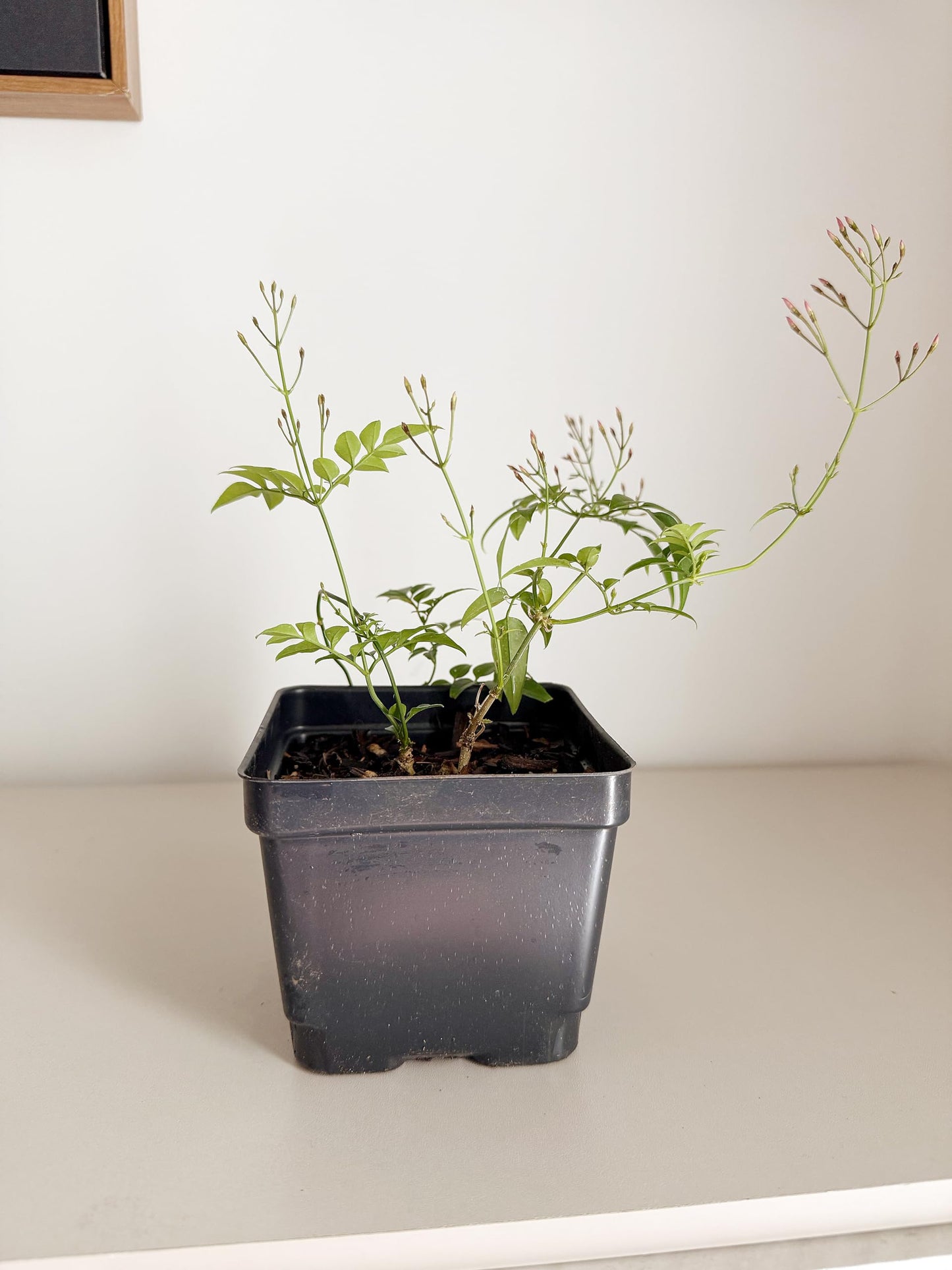 My Shelfie – Pink Jasmine Vine (Jasminum polyanthum), 4-Inch Live Fragrant Flowering Plant Climbing or Hanging Vine for Indoor or Outdoor Gardens (1)