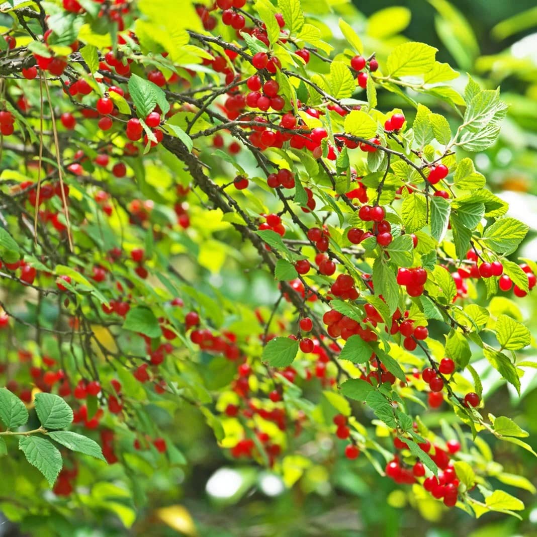 Nanking Cherry 1-2 Ft Plant - Versatile, Perennial, Early Fruiting, High Yielding Nanking Cherry Plant | Low Maintance & Easy-to-Grow Fruit Tree (1 Pack)