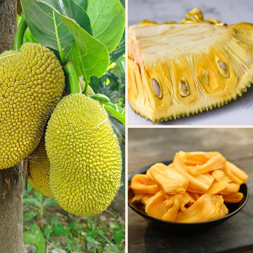 Jackfruit Tree Live Plants, Jackfruit Tropical Fruit Trees, Sweet Fruit Plant from 8-10 Inch Tall in 4 Inch Pot for Outdoor Gardening