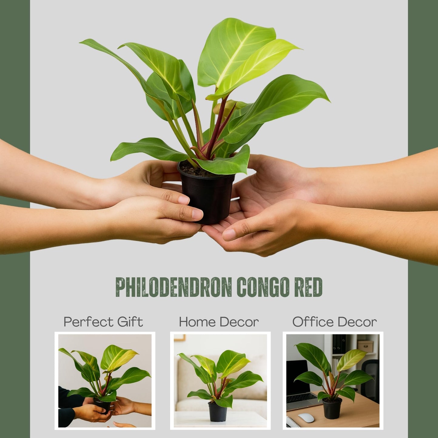 Philodendron 'Yellow Flame' – 4” Live Plant – Stunning Golden Foliage – Easy-Care Indoor Houseplant for Home or Office Décor (Heat Pack Included)