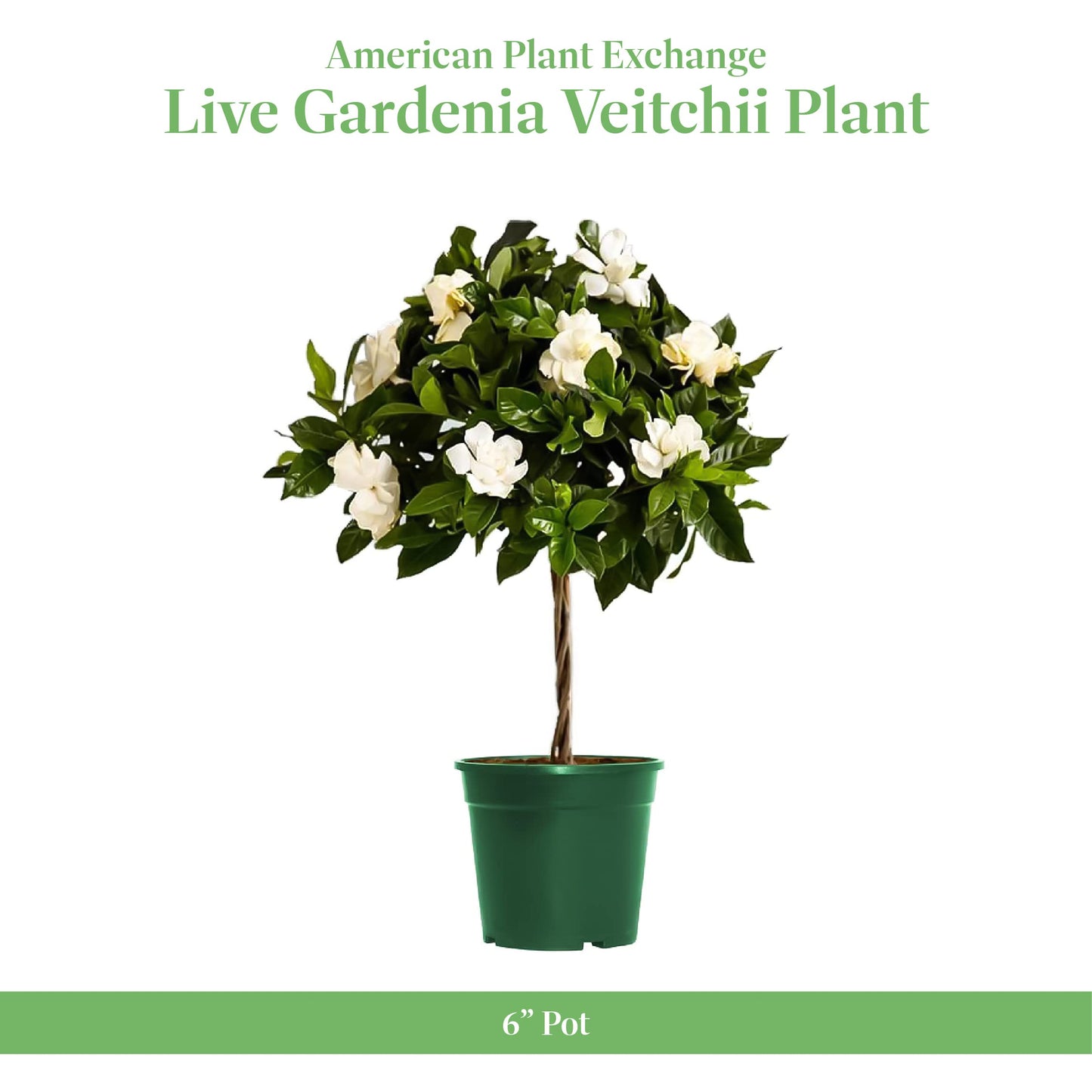 American Plant Exchange Mini Gardenia Vetchii Tree, Live 6-Inch Indoor Flowering Plant, Fragrant Houseplant for Home or Office, for Mother's Day & Year-Round Décor