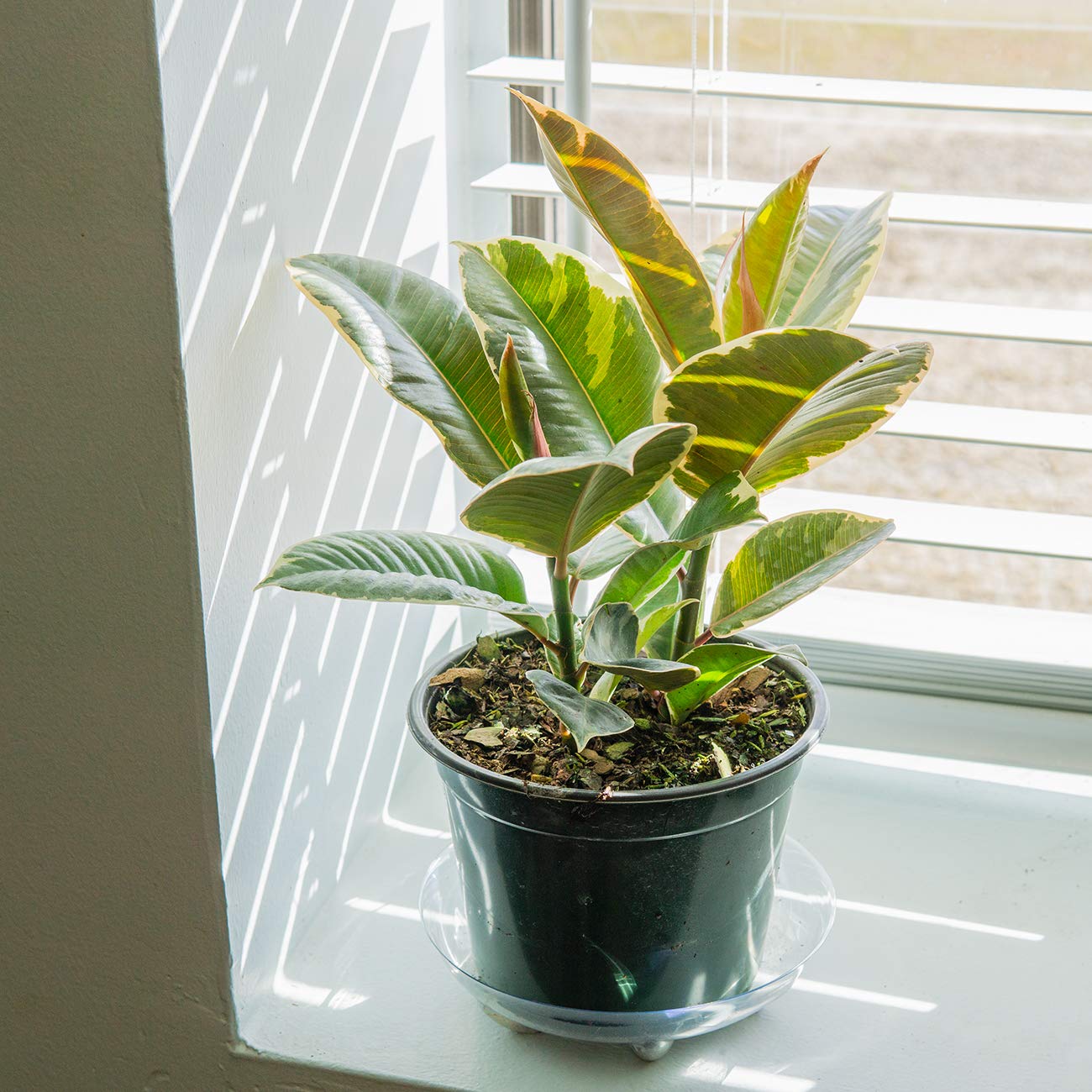 Perfect Plants Variegated Rubber Plant | Ficus Elastica 'Tineke' | Live Indoor Houseplant | Unique Home Décor, 6in. Grower's Pot
