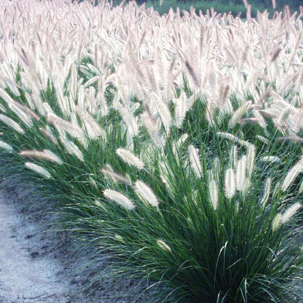 Set 3 Fountain Grass Plants Live Clumps for Planting Your Garden, 4-8 Inch Tall, Ornamental Grasses Live Plants Perennial (Dwarf White Fountain Grass)