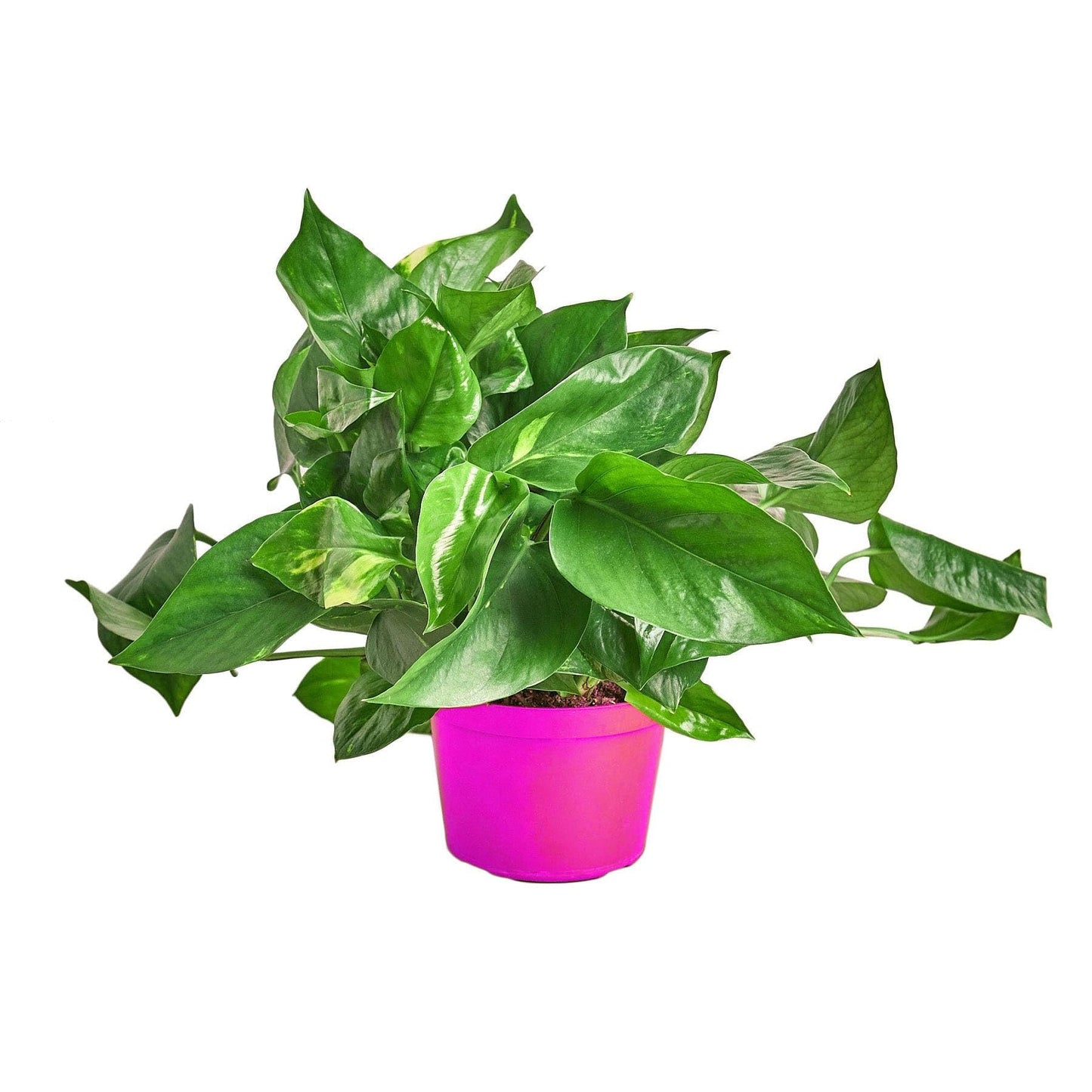 10 Pack Pothos 'Golden' - 6" Pot in 6in Pot - Live Tropical Houseplant - Easy to Grow | Air Purifying | Variegated | USA Growers | The Snobby Leaf