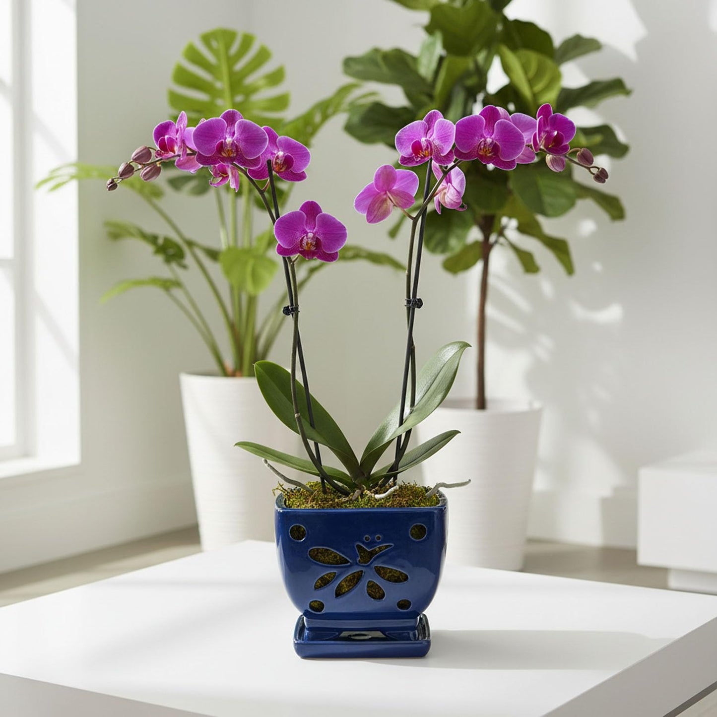Grdthzey Orchid Pots with Holes Square Ceramic Orchid Planter Pots 5.7 inch (Blue)