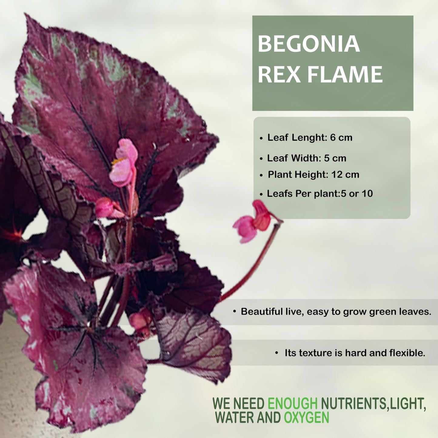 LEAL PLANTS ECUADOR Begonia Rex Flame (Pack of 2) – Attractive Indoor Plant,Easy Care, Air-Purifying House Plant for Wellness & Home Decor, Office Desk, Unique Sustainable Gift for Plant Lovers