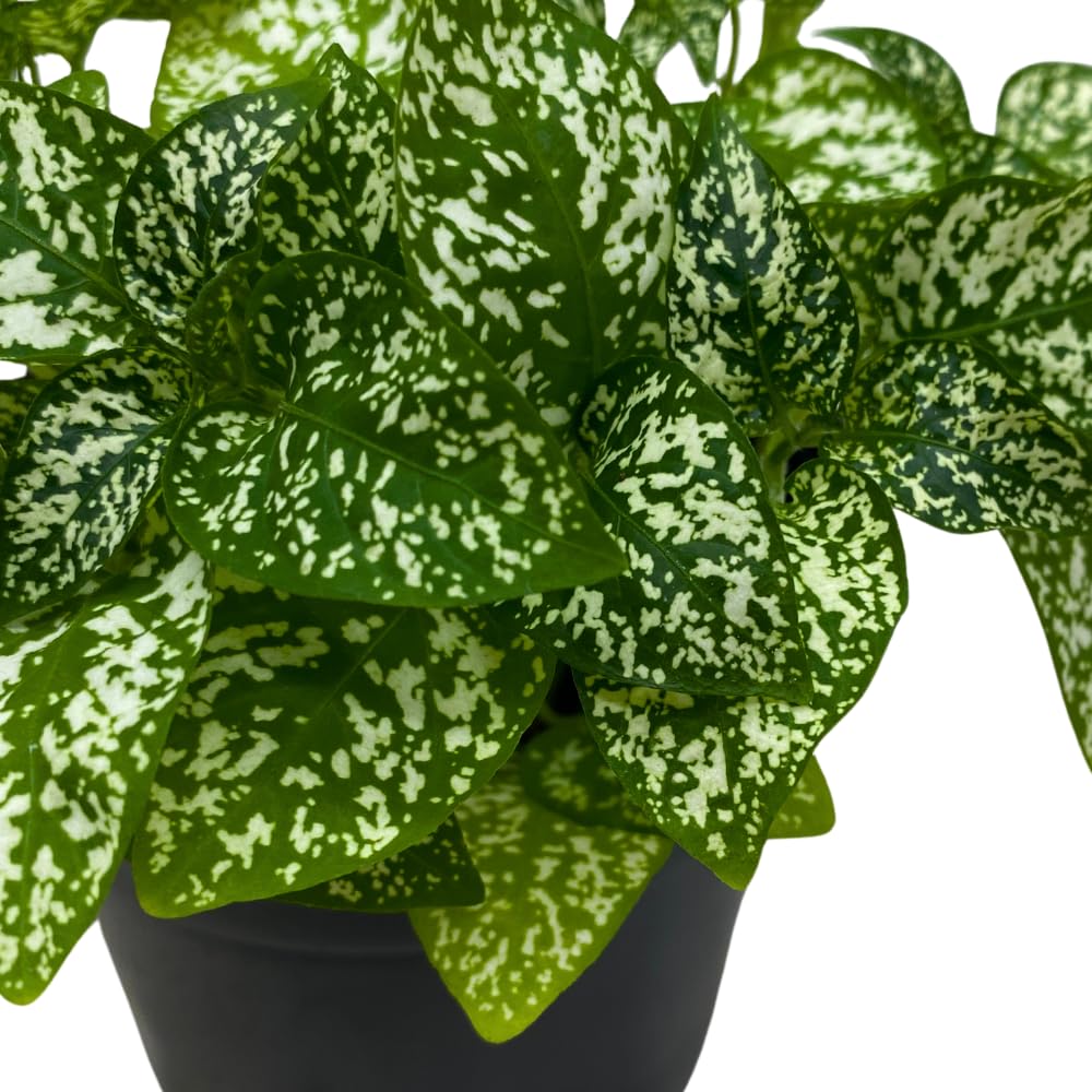 BubbleBlooms White Hypoestes Phyllostachya in a 4 inch Pot Polka Dot Flamingo Plant