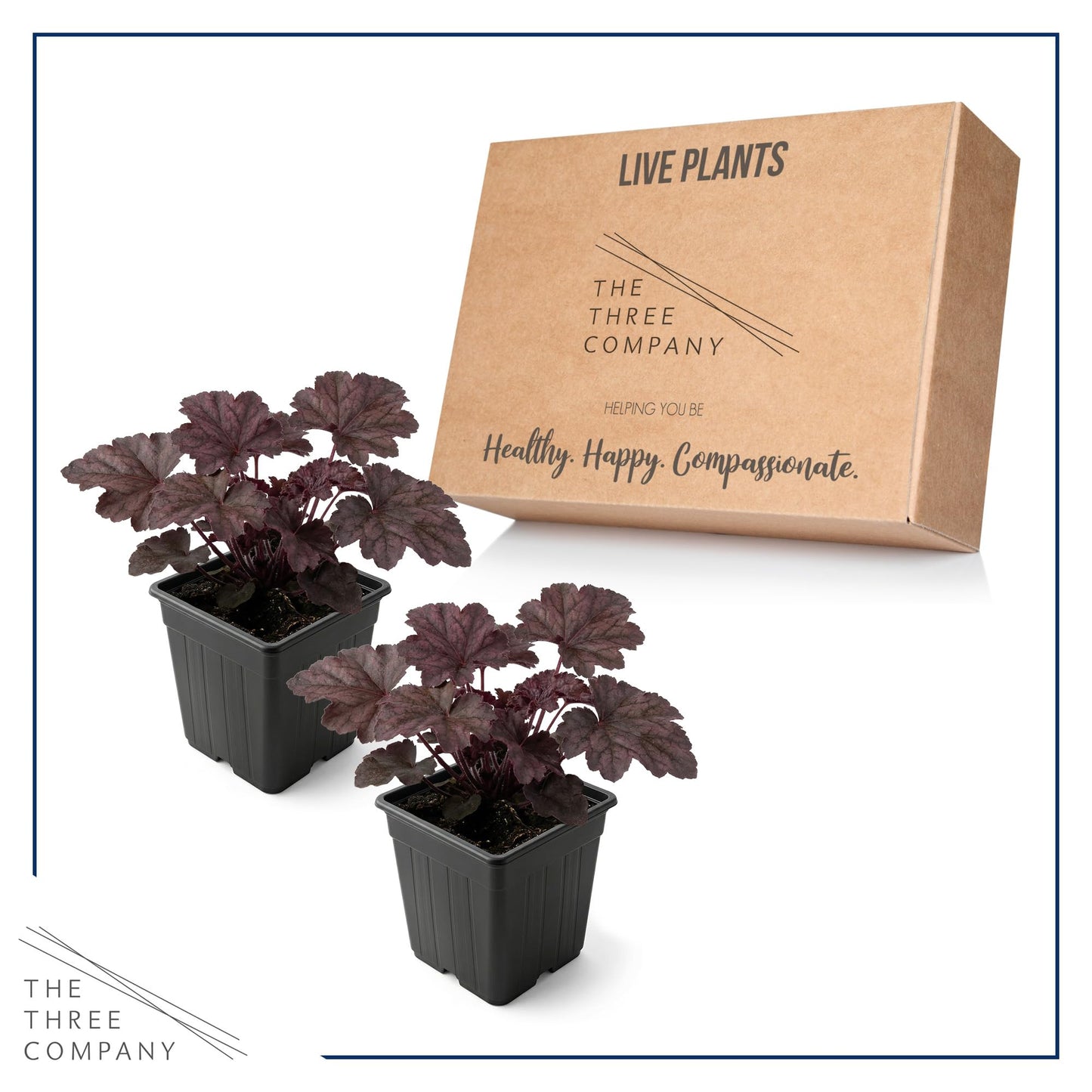 Live Heuchera Coral Bells 2-Pack – Palace Purple – Shade Perennial Foliage Plant, 10” Tall, 1 Qt Pot