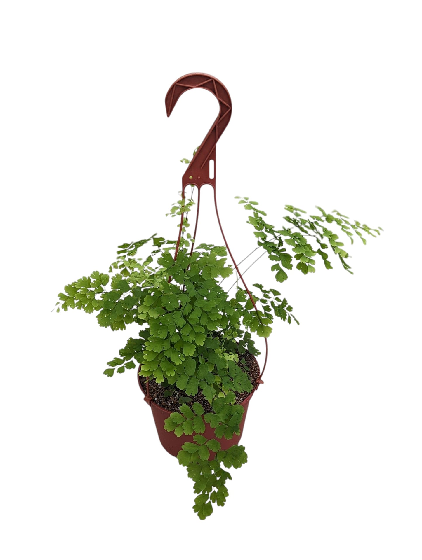 Live Maidenhair Fern Plant in 6 Inch Hanging Pot, Indoor Houseplant with Delicate Green Foliage, Natural Home Decor