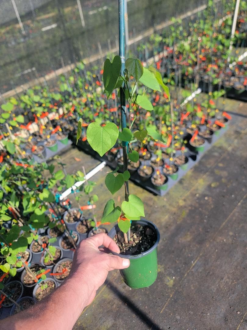 New Life Nursery & Garden / - Eastern Redbud Tree (Cercis), Quart Pot