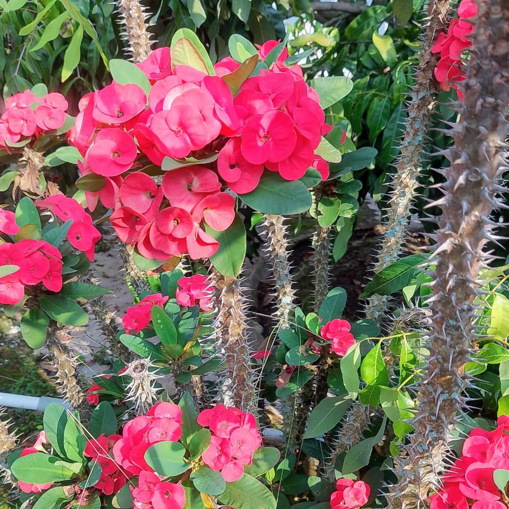Pink Crown of Thorns Plant, 4-8 Inch Tall Euphorbia milii, Low Maintenance, Easy to Grow, Hardy Perennial Flowering Succulent for Indoor & Outdoor Use