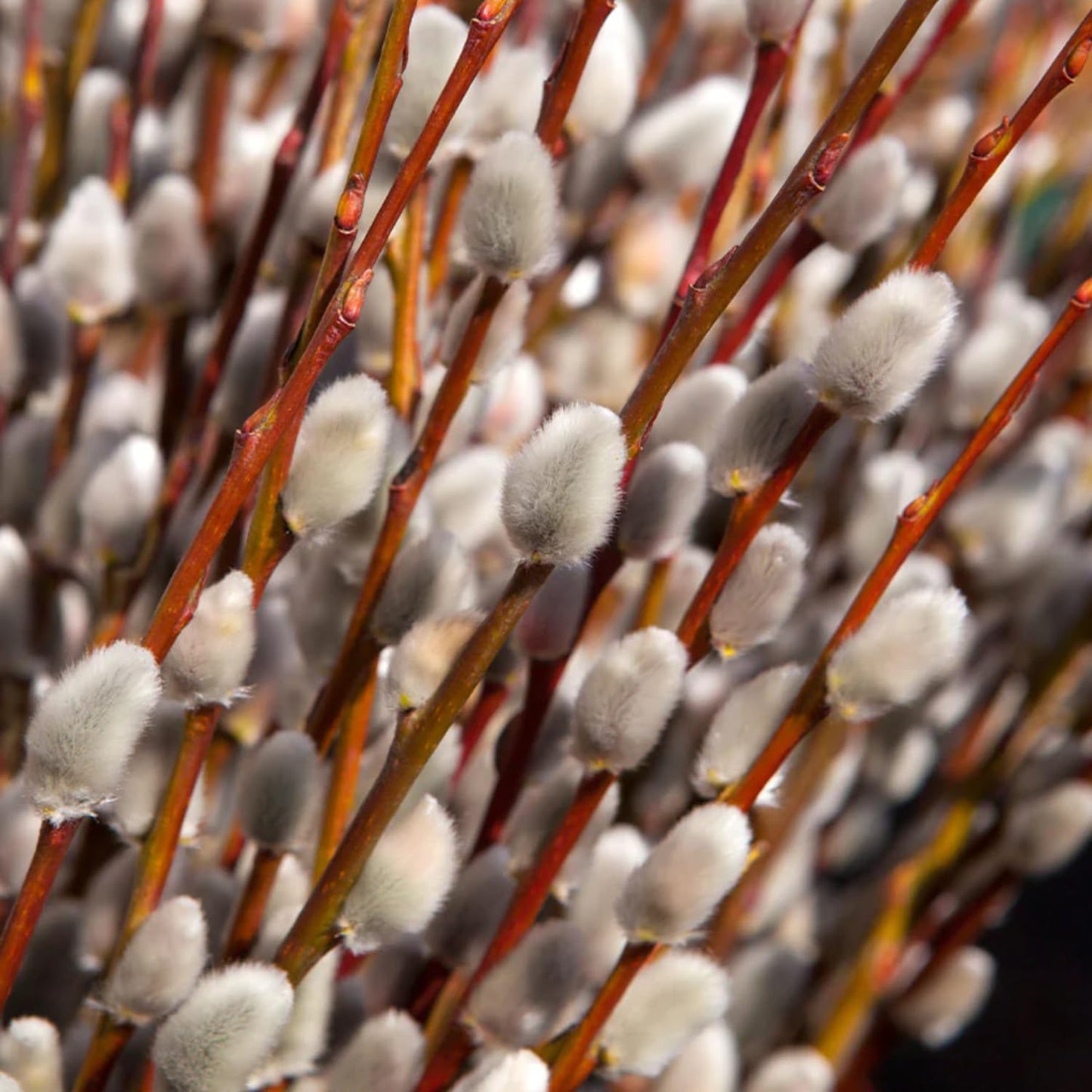 Pussy Willow Live Plant, 6-12 Inch Tall Shrub in 2.5 Inch Pot, Hardy Willow Tree for Spring Blooms and Garden Borders