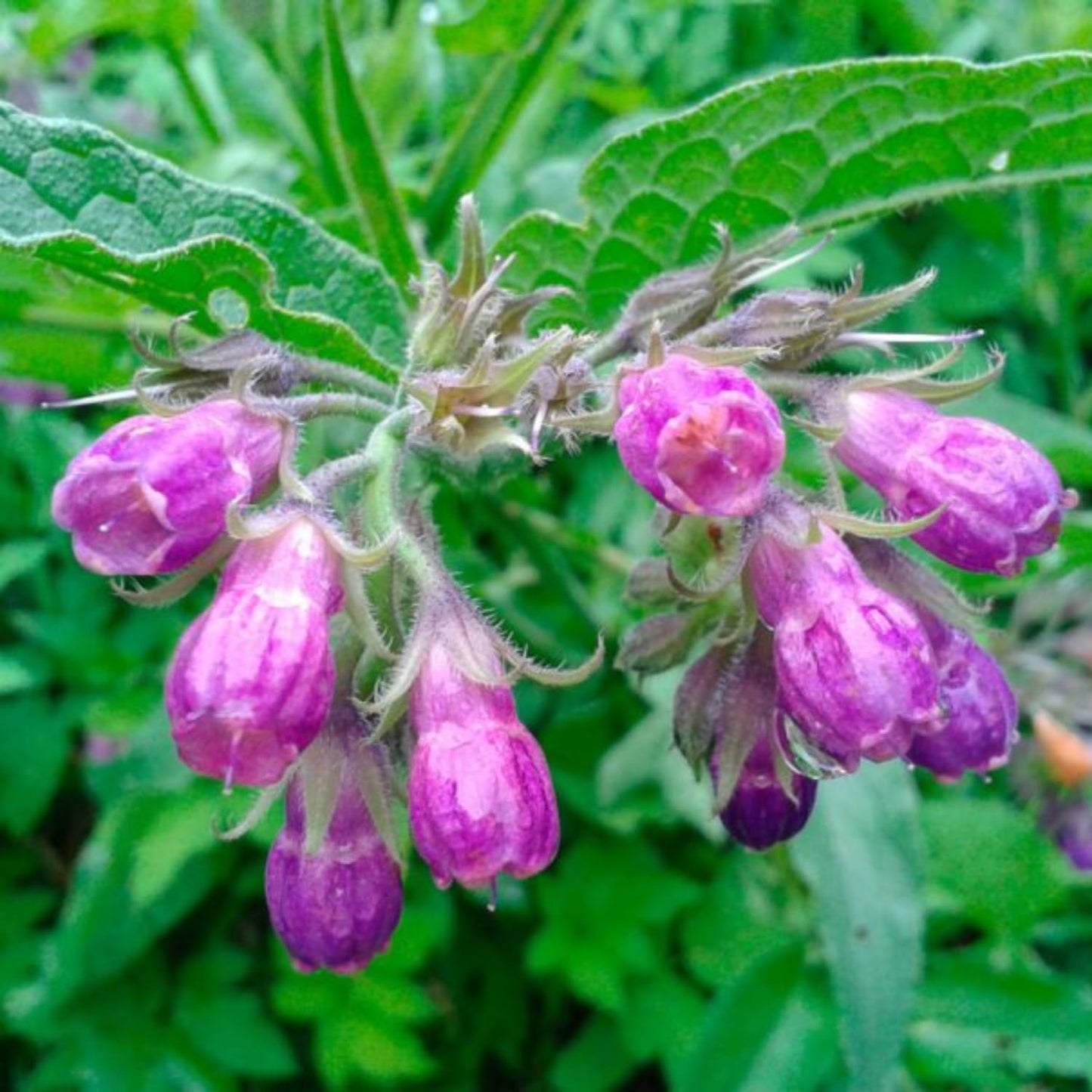 12 Comfrey Plant Roots Fast-Growing, High Yields Bocking 14 Comfrey Plant Live Roots, Perennial Herb Plant