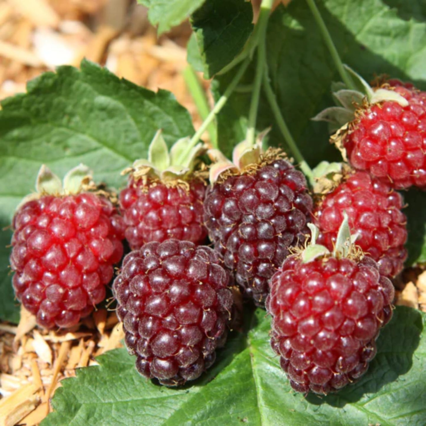 Combo 3 Sweet Boysenberry Plants Live for Planting, Fruit Bearing Vine for Home Growing, 4–6" Tall Starter Plants for Outdoor Gardens