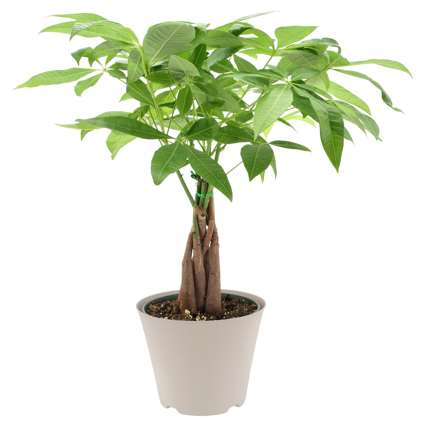 LV64 Live Braided Money Tree Pachira Aquatica Indoor Houseplant in Arcadia Garden Product's Branded Plastic Pot, Tropical Plant Collector Gift for Home and Garden Decor, 6-inch, Tan