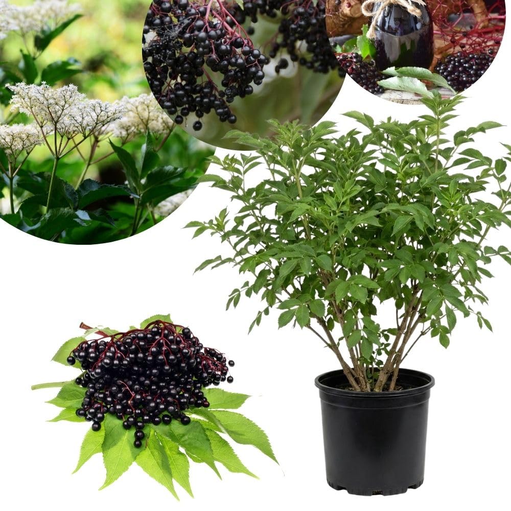 Sweet Black Elderberry Plants Live for Growing 2 to 3ft Tall, Black Elderberry Bush Live Plants, Elderberries Fruits Trees