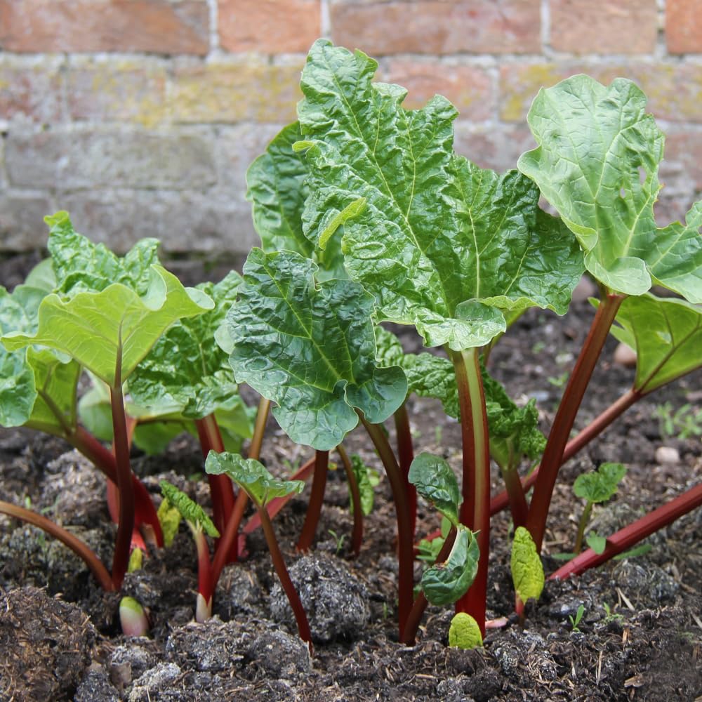 Rhubarb Plants Root for Planting, Hardy Rhubarb Plant Root for Outdoor Garden, Perennial, Size 3 to 6 Inch (5 Pack)