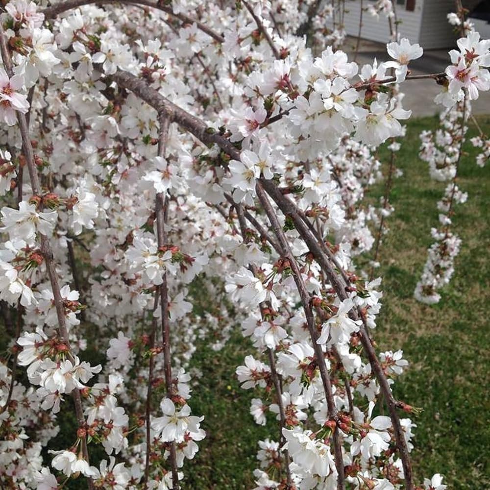 Live Weeping Cherry Blossom Tree Plant, 8 to 12 Inch Tall Live White Cherry Blossom Flowers Plant, Live Cherry Blossom Tree Plants, Cherry Flowers Tree Plant, Ready to Plant Outdoor Garden