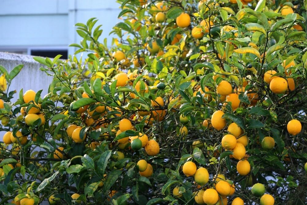 Live Plant - Meyer Lemon Tree - 26-30" Tall - Live Fruit Plant - Gallon Pot - Citrus × meyeri