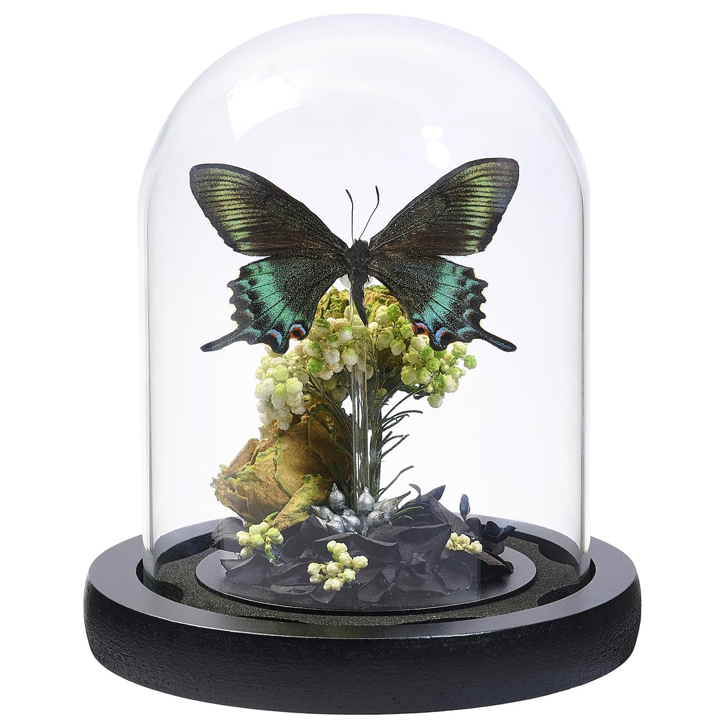 GDBEH Handmade Butterfly Specimen Boxes Glass Cover Ornaments, Dried Flowers, Plants, Holiday Decorations Birthday Gift for Women (Green-Banded Queen Butterfly)