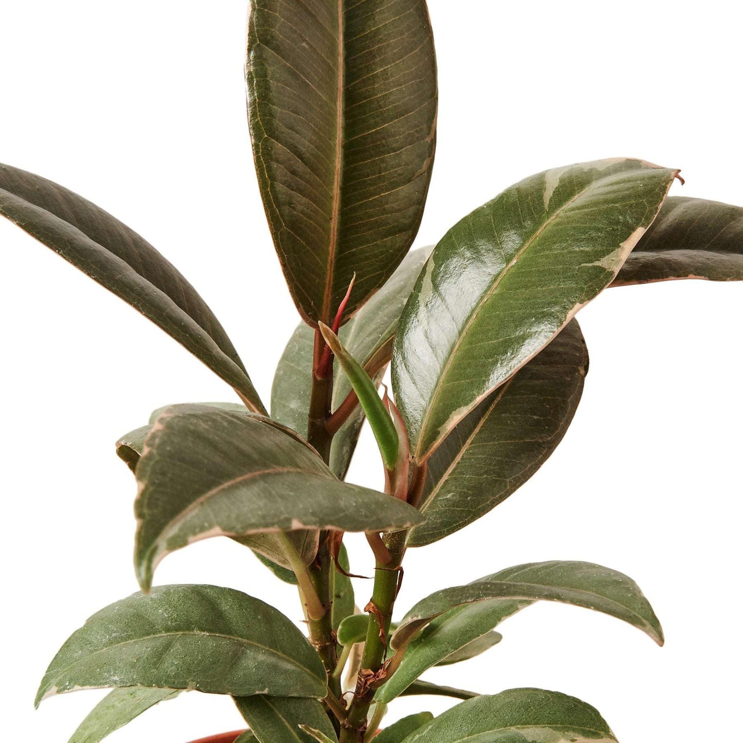 Ficus Elastica Tineke Live Plant for Indoor | Different Houseplants in 4'' & 6'' Pot | Real House Plant for Living Room, Office, Desk & Bathroom | Variegated Rubber Tree