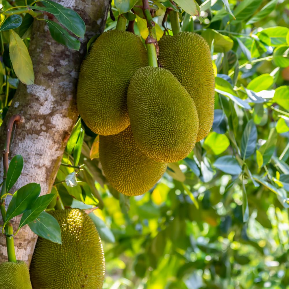 Jackfruit Live Plants, Jack Fruit Tropical Fruit Tree, Tropical Fruit Plant, 8-10 Inches in Height, 4 Inch Pot for Outdoor Planting