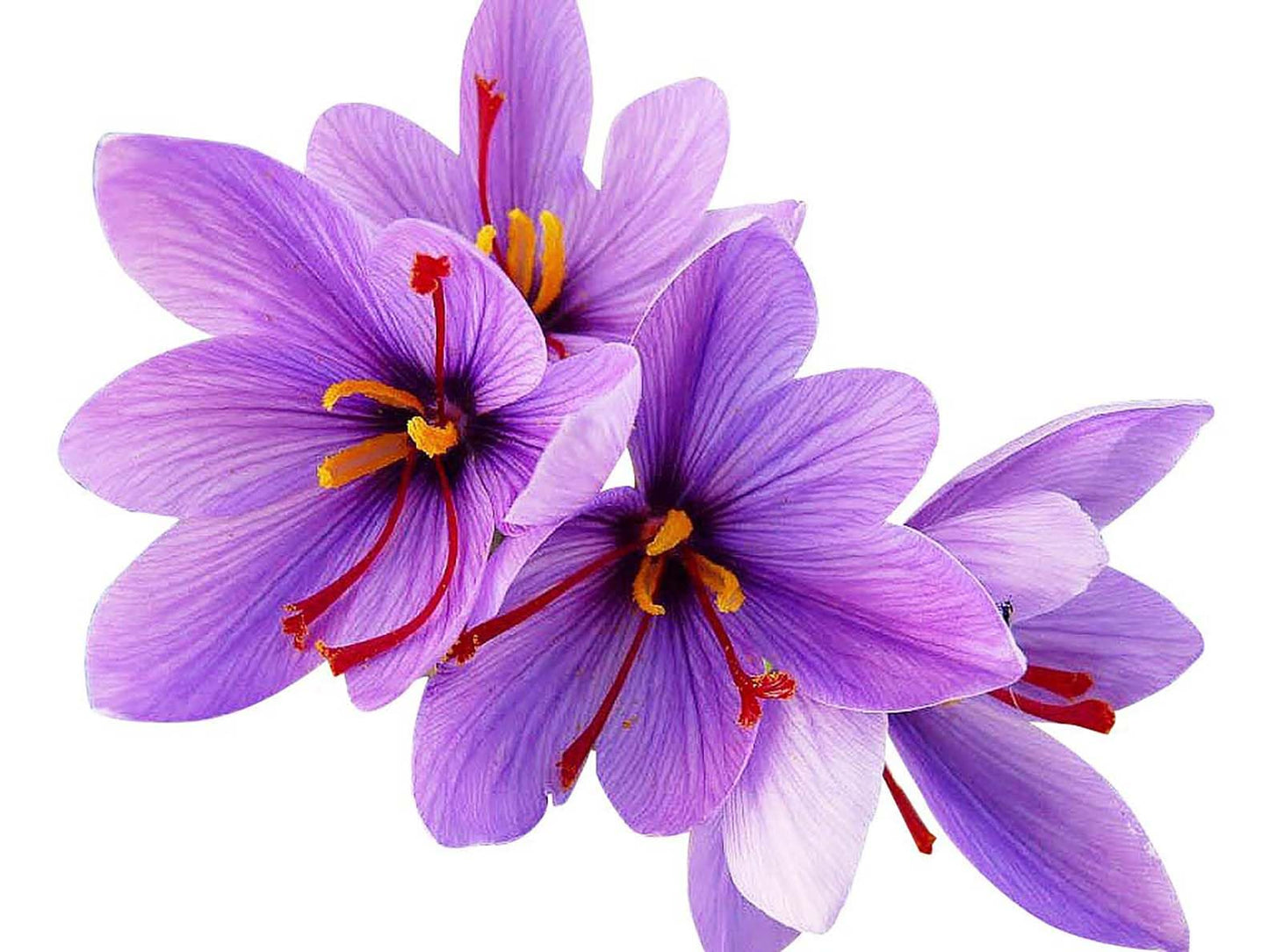 Saffron Crocus Corms for Planting – 10 Large Corms – Purple Blooms – Perennial Bulbs for Outdoor Planting that Produce the Saffron Spice.