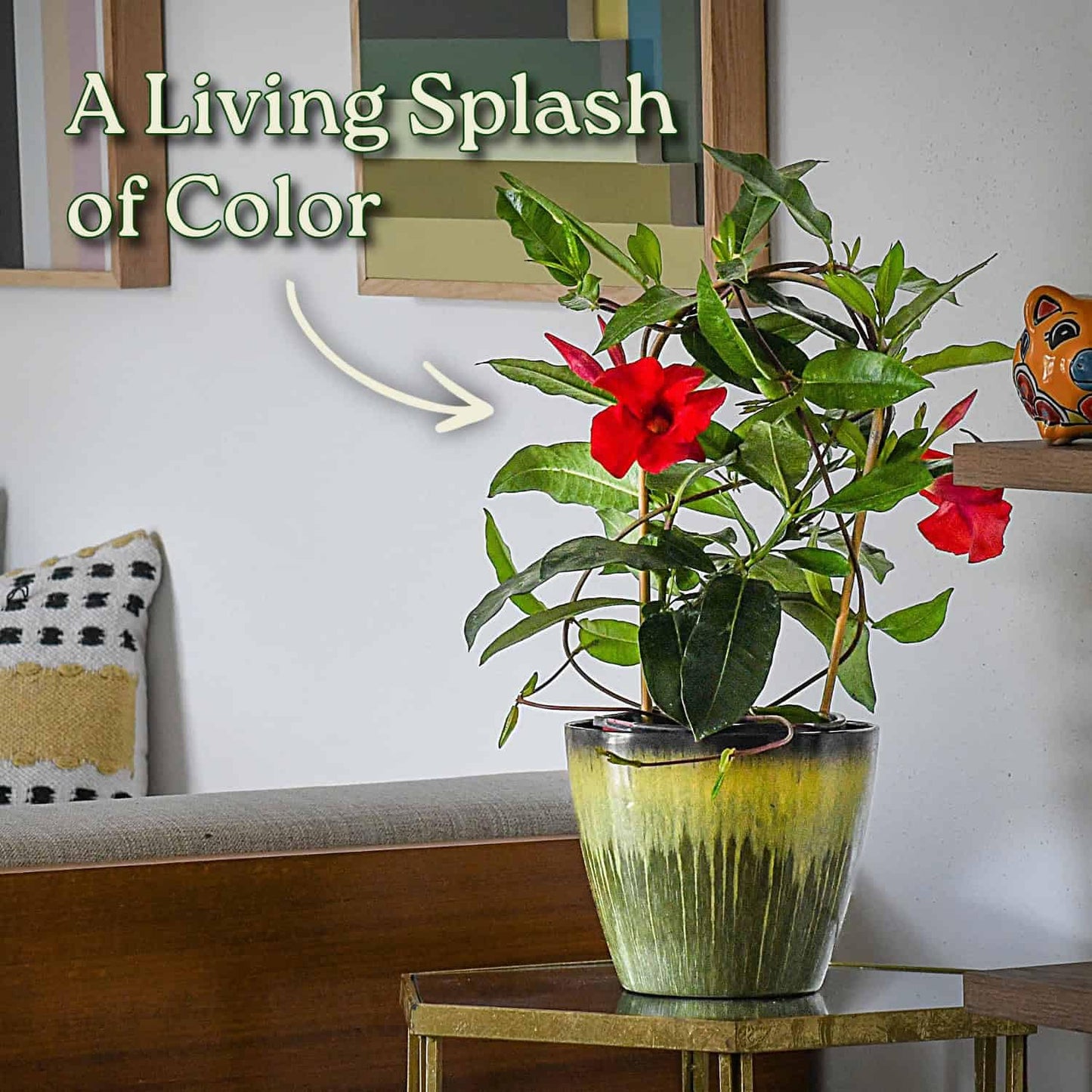 Mandevilla Live Flowering Plant - Red Mandevilla Plant Trellis - 18" Hoop, 18" to 20" Overall Height - 1 Gallon (Plant Only)