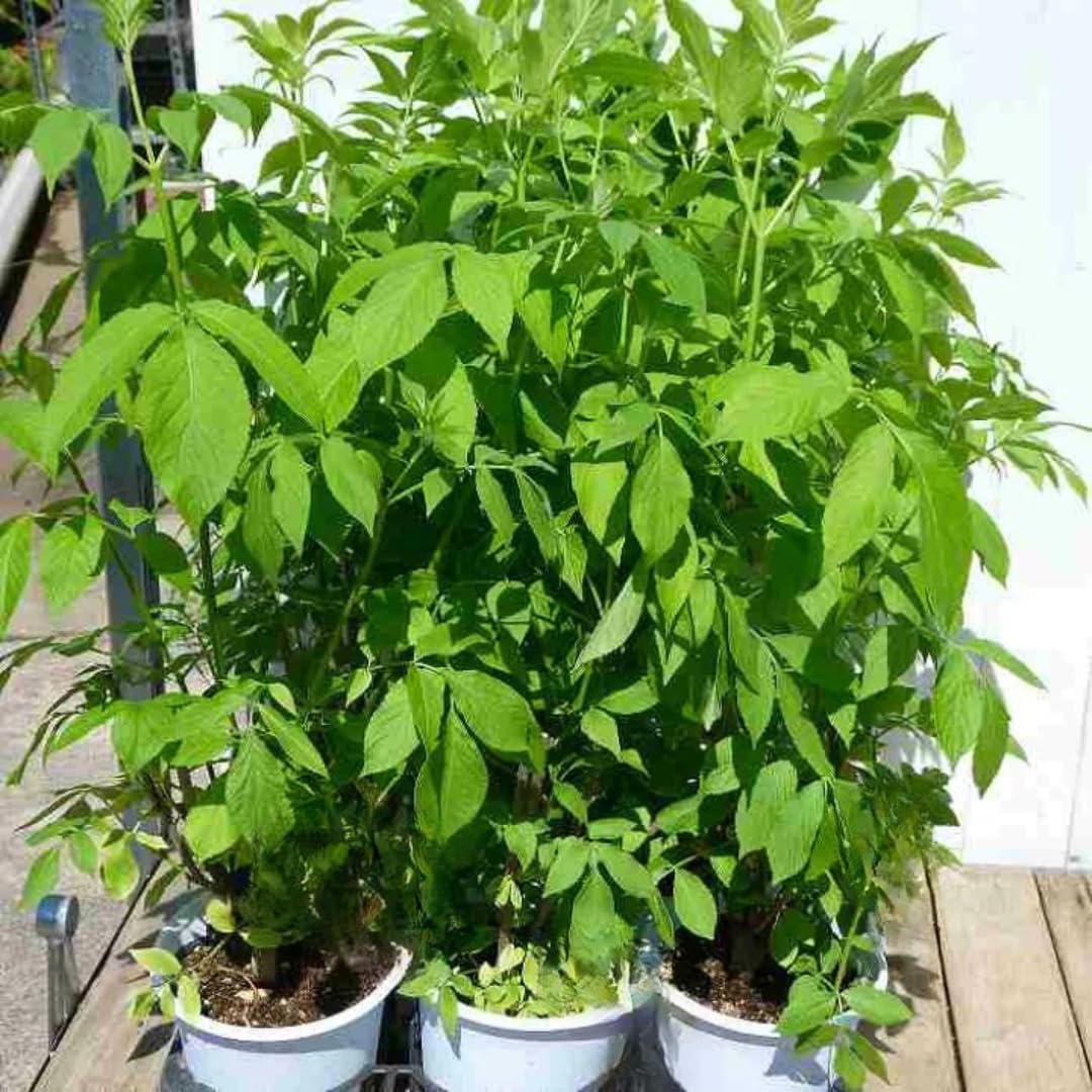 1 Black Elderberry Plant Live, 6-9 Inch Tall, American Elderberry Bush, Hardy Elderberries Tree
