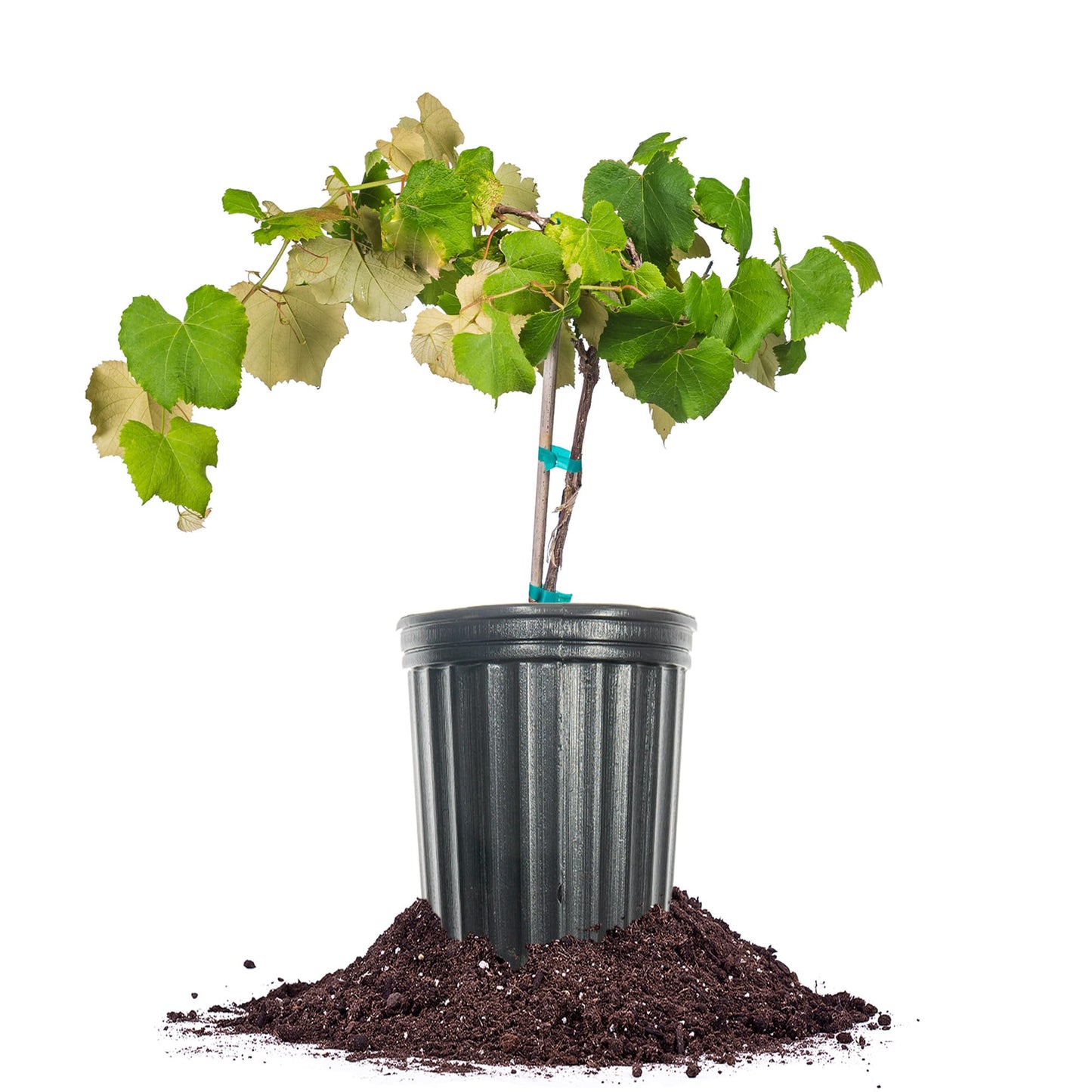 Perfect Plants Mars Purple Grape 1 Gallon Growers Pot | Seedless Grape Vine | High Yeilding Prolific Grower