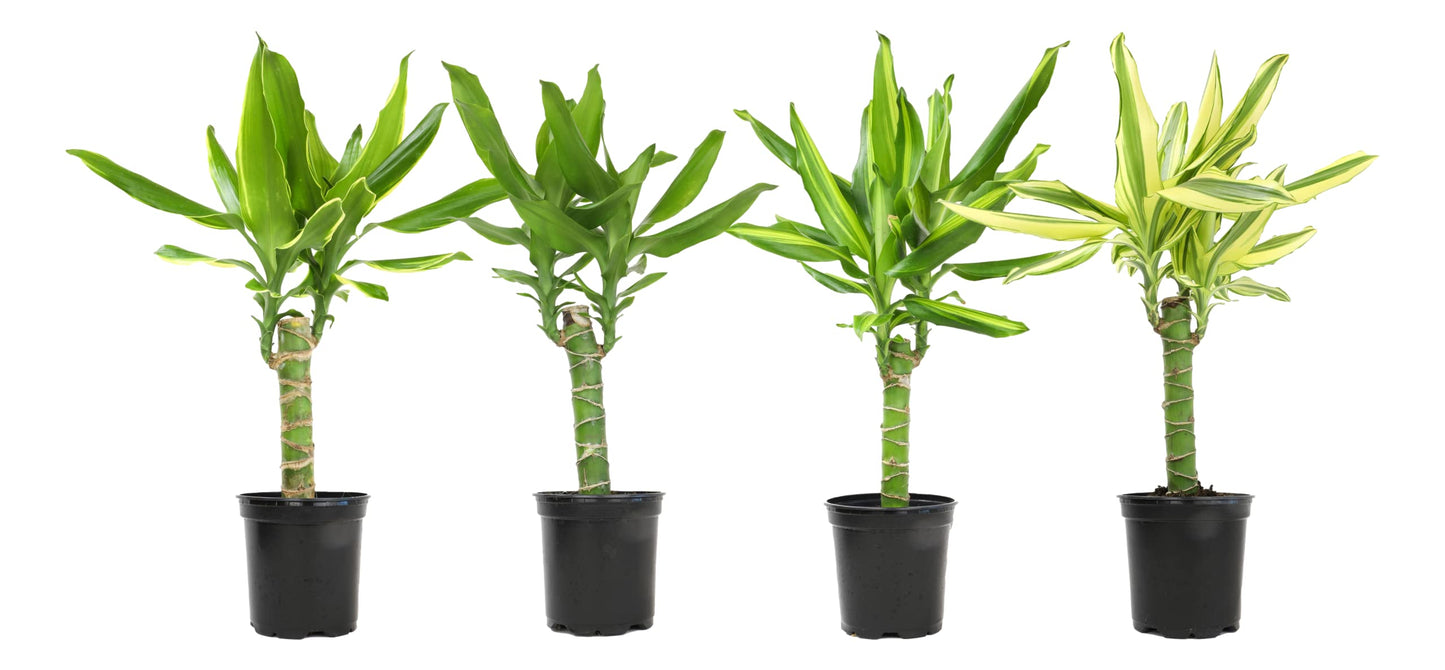 Dracaena Steudneri Moonlight 4 Pack House Plant, 4 Inch Pots for Plants, Dragon Tree Plants for Delivery Prime, Low Light House Plants, Live Plants Indoor Plants Live Houseplants by Plants for Pets