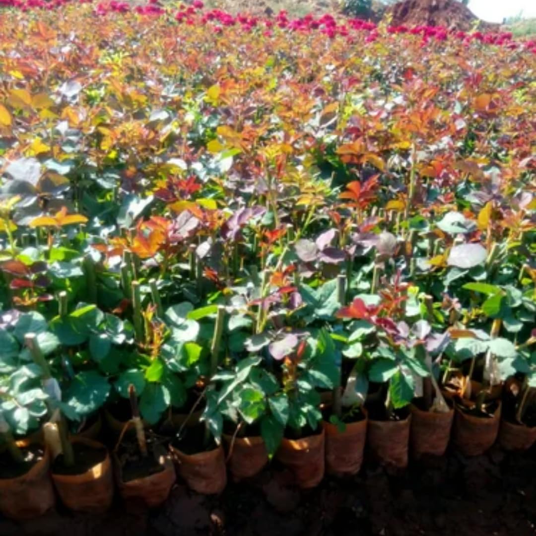 Fragrant Climbing Rose Live Plant, Well Rooted 5-9" Tall, No Leaf, Indoor Outdoor Climber, Rose Bush, Hybrid Tea Rose Like (Yellow)