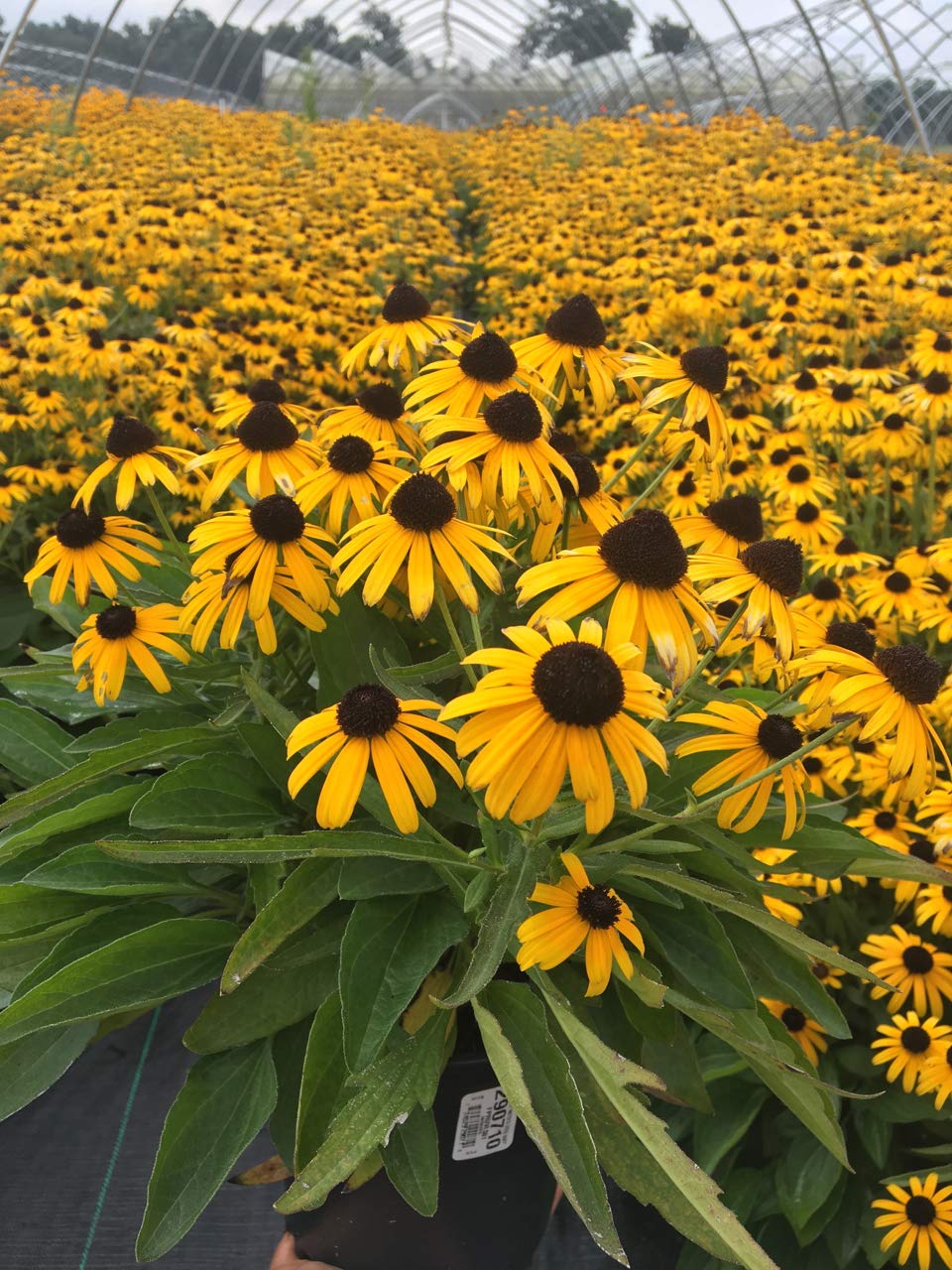 Rudbeckia fulgida Viette's Little Suzy ('Blovi') (Black Eyed Susan) Perennial, yellow flowers, 1 - Size Container