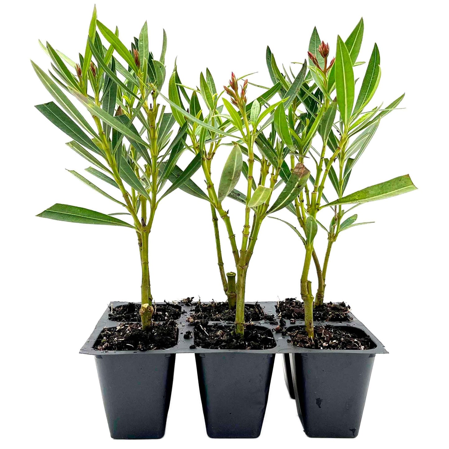 6 Petite Pink Oleander – Dwarf Evergreen Rosey Flowering Shrub for Hedges, Borders & Containers (Nerium Oleander ‘Petite Pink’) in 2.5″ Cubes, Live Plants