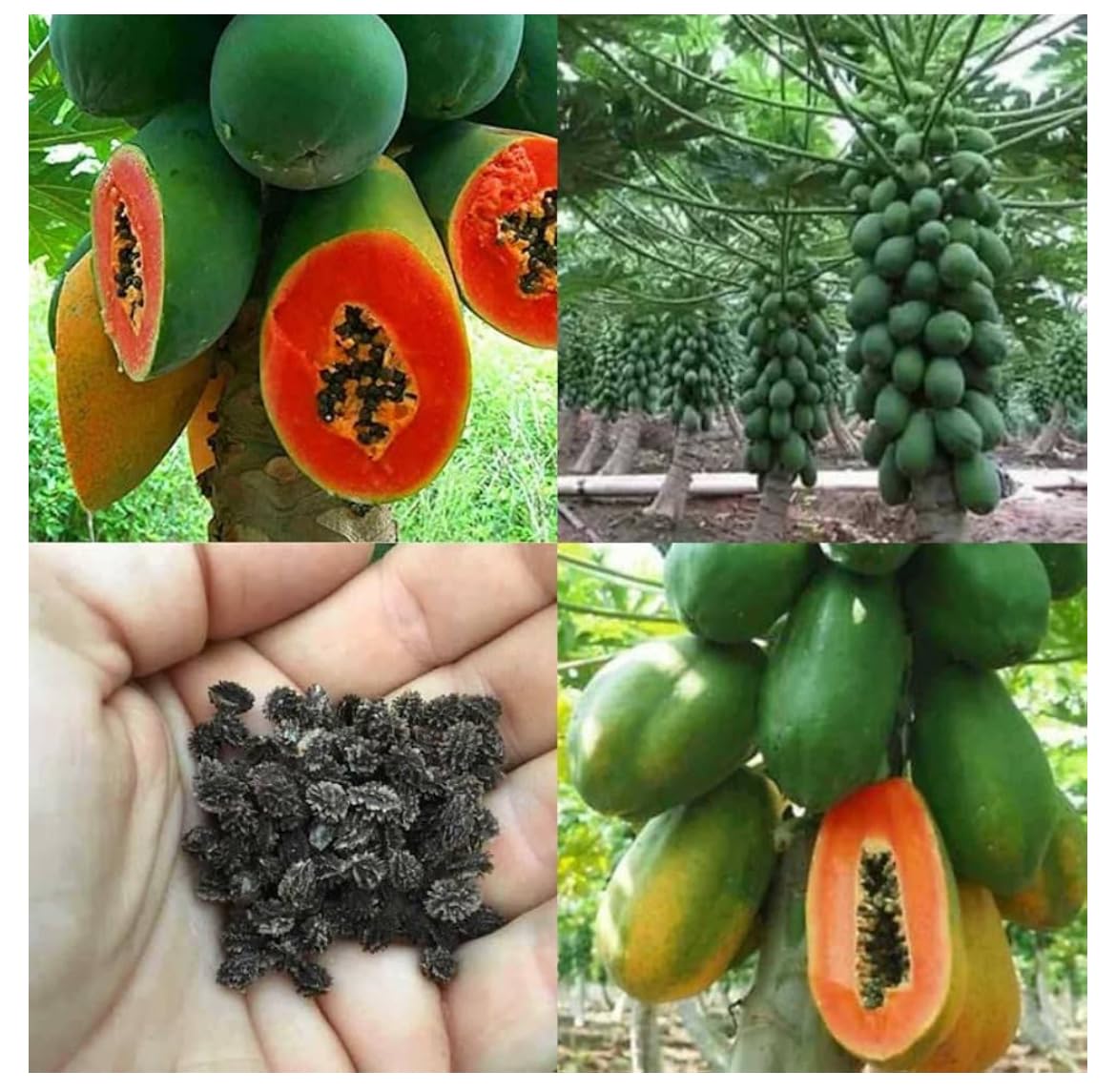 HIGH Germination Mix Papaya 50+ Seeds Đu Đủ Dwarf and Long Non GMO Heirloom - Very Fresh, Rare, Organic, High Yielding, Fast-Maturing and Sweet Flavor - Compact Size for Small Spaces