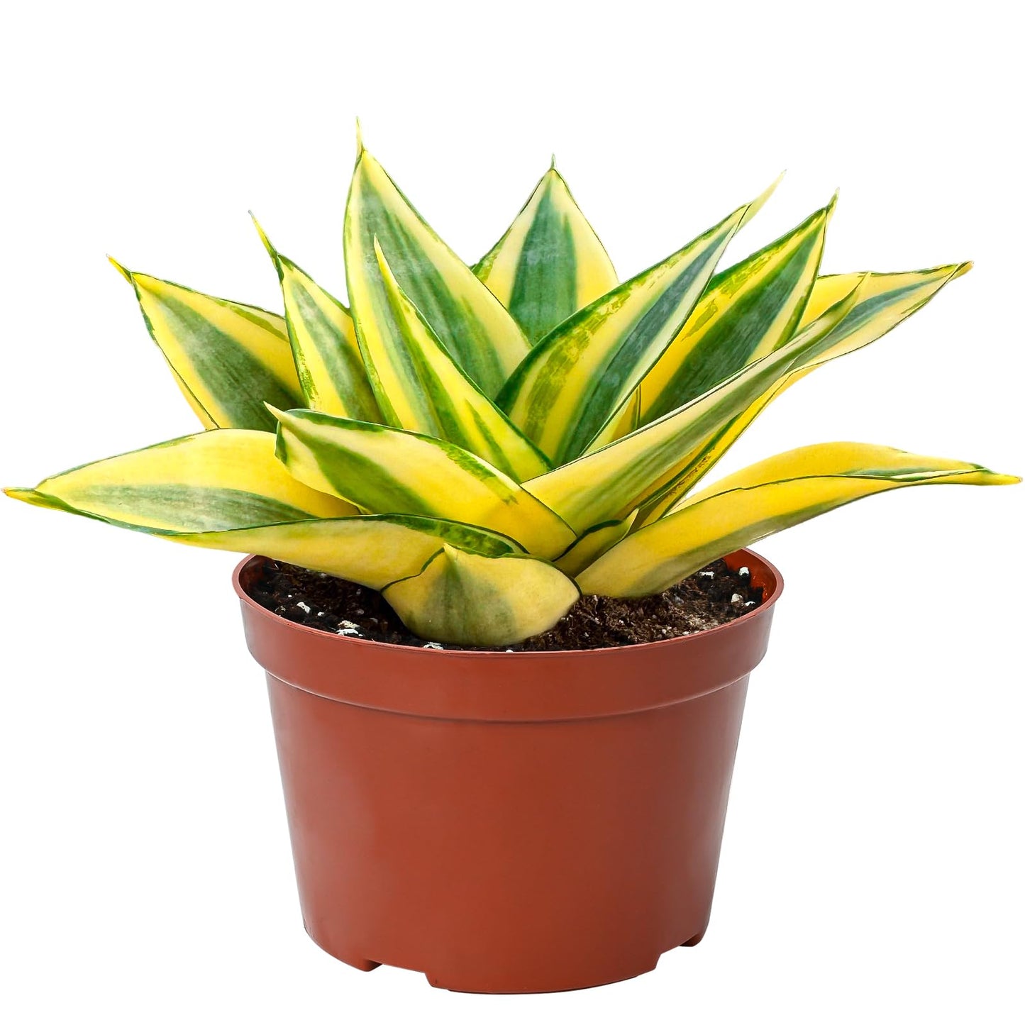 4" Live Snake Plants, Easy Care Houseplant for Home and Office Decor, Great Gift for Housewarming, Birthday, Thanksgiving