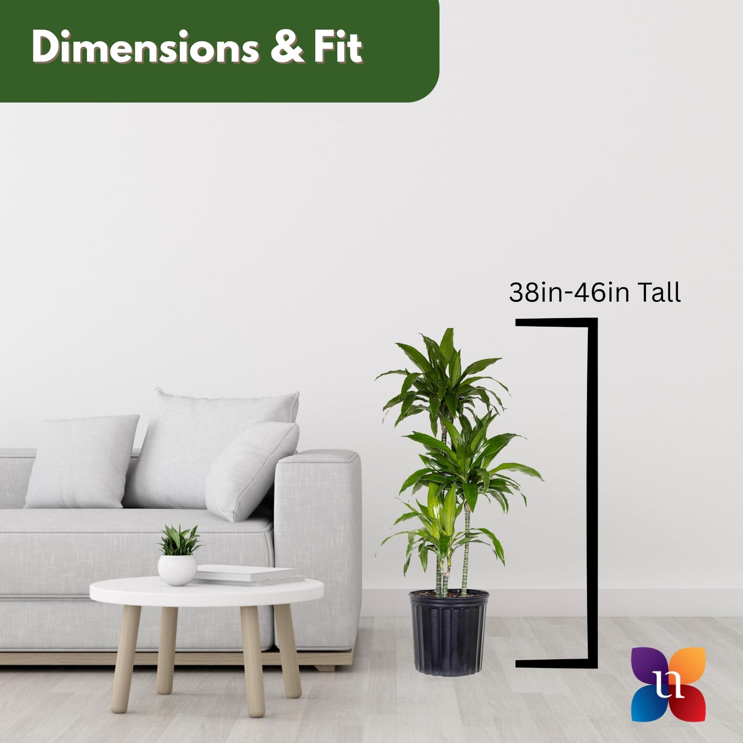 Dracaena Janet Craig Live Plant, 38–42 inches Tall in 10 inch Pot, Low Light Tropical Indoor Tree, Easy Care Air Purifier Plant for Home, Office and Interior Decor by United Nursery
