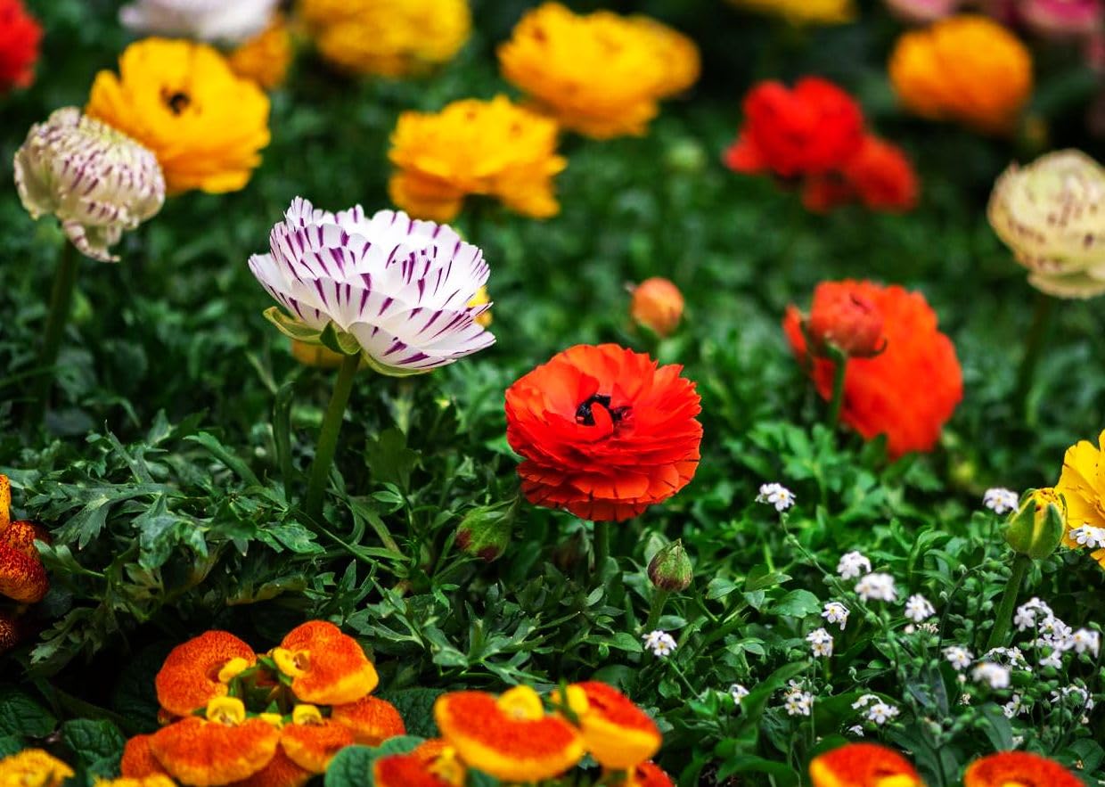 Mixed Peony Ranunculus Bulbs- Persian Buttercup -10 Corms Bulbs Flowering Blooms Perennial Bulbous Root Garden Plant (Mixed Ranunculus Bulbs)