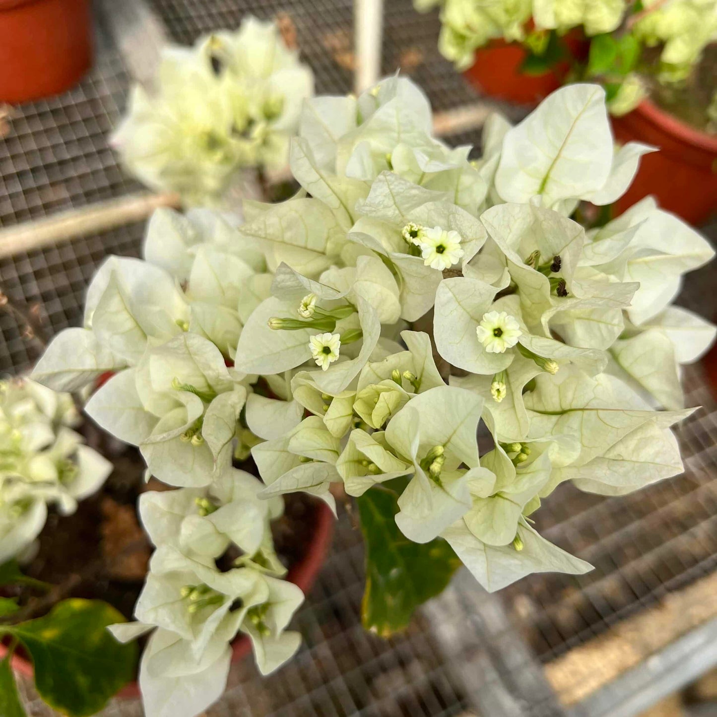 Live Plant - White Flower Plant/White Trinitaria (Bougainvillea Glabra Alba) Live Plant 1’-2’ Feet Tall