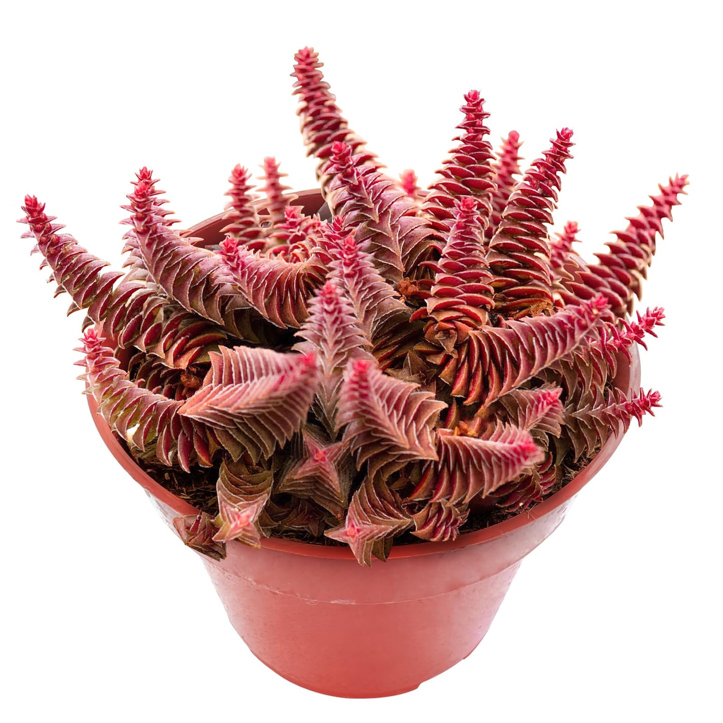 Sprout N Green Shark's Tooth, Live Crassula corymbulosa Succulent in 4" Pot with Soil Mix, Rare House Plant for Home Office Wedding Indoor Outdoor Decoration, DIY Projects, Party Favor, Pet Friendly