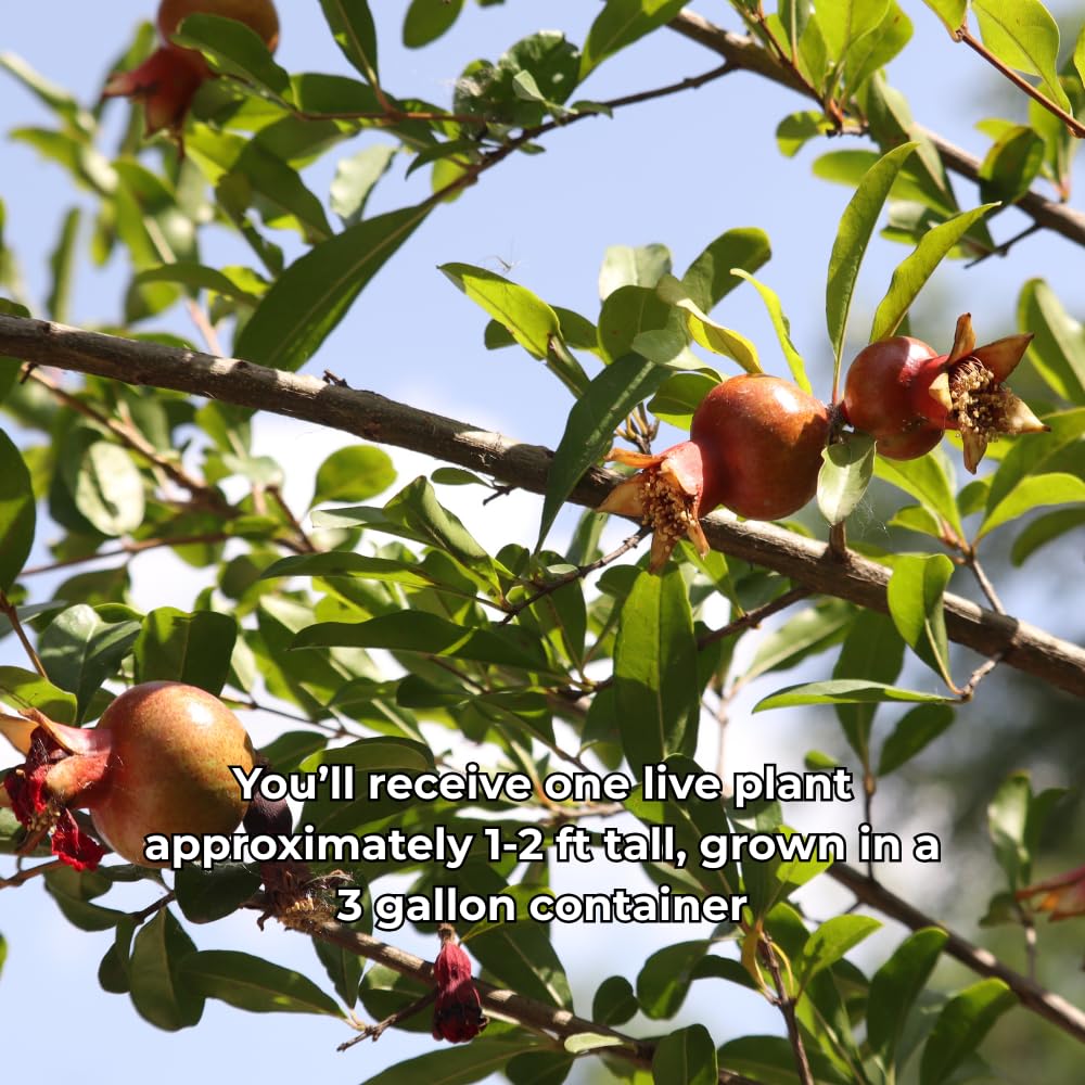 Pomegranate Tree Live Plant, Sweet Fruit 2–3 Ft Tall in 3 Gallon Pot, Cold Hardy Outdoor Garden Tree, No Ship to CA